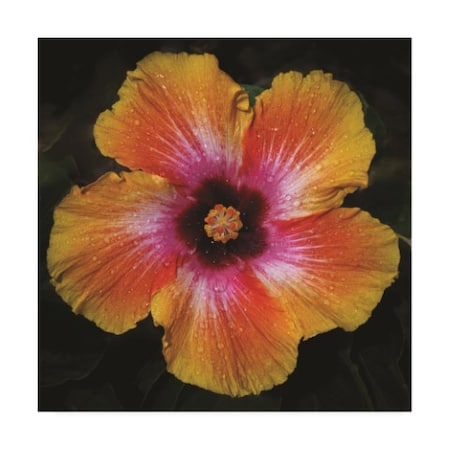 Kurt Shaffer Photographs 'Tie-dyed Hibiscus Flower' Canvas Art,14x14